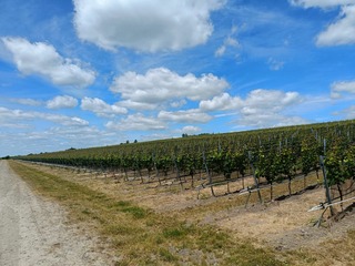 7. RW: Rekultivierter Wolkenberg